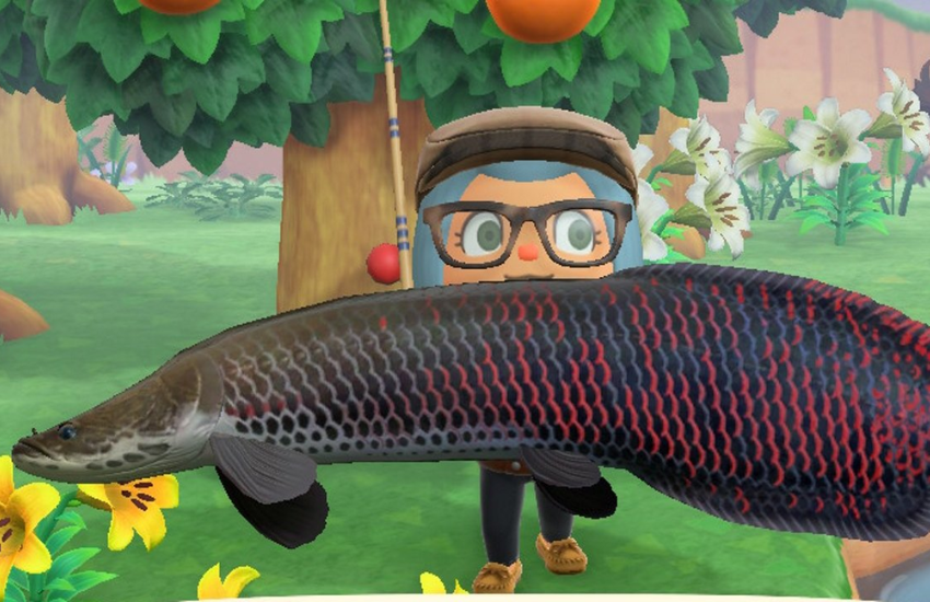 River Fishes - Animal Crossing